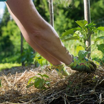 Jardinage au naturel