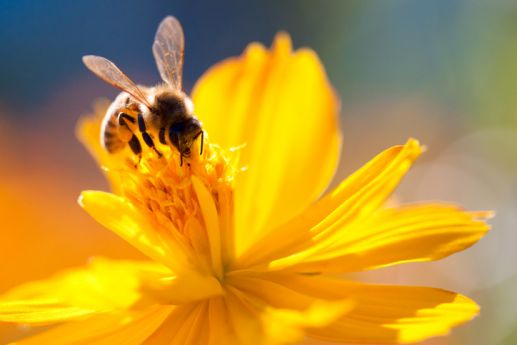 abeille.jpg