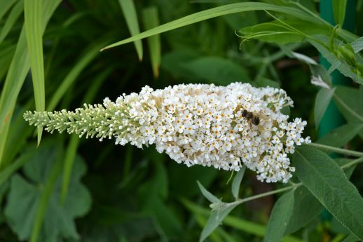 buddleia.jpg