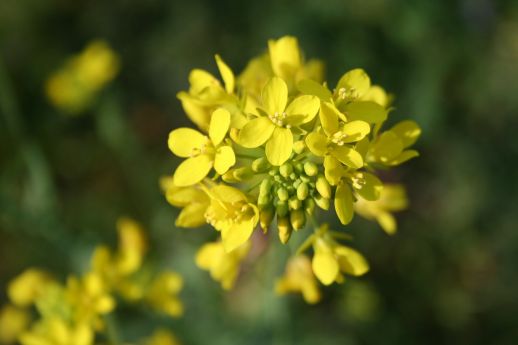Plante mellifère