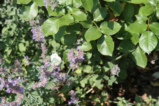 mva_fleurs_et_papillon_1.jpg