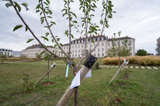 40 nouveaux arbres fruitiers place du 13e RG