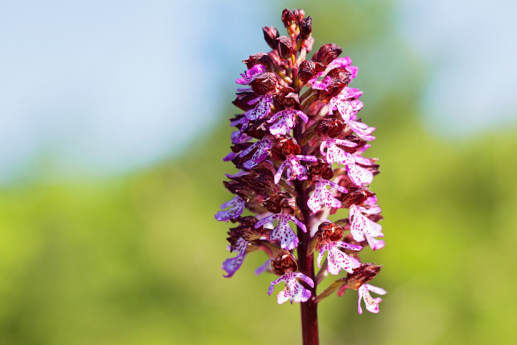 orchidee.png