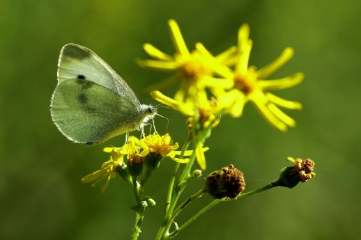 Pieride de la Rave (Pieris rapae) sur fleur de Séneçon de Jacob (Jacobaea vulgaris