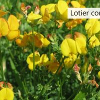 Lotier corniculé