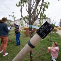 40 nouveaux arbres fruitiers place du 13e RG