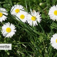 Paquerette