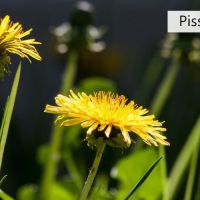 Pissenlit