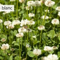 Trèfle blanc