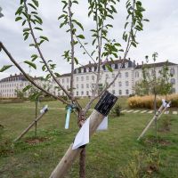 Des naissances et des arbres - Place du 13e RG