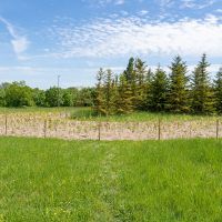 Micro-forêt urbaine, boucle de Belle Noue